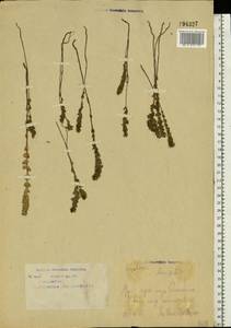 Euphrasia ×vernalis List, Eastern Europe, Eastern region (E10) (Russia)