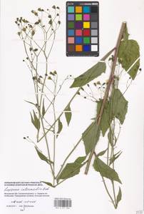Lapsana communis subsp. intermedia (M. Bieb.) Hayek, Eastern Europe, Moscow region (E4a) (Russia)