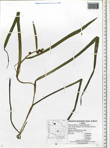 Sparganium glomeratum (Laest. ex Beurl.) Beurl., Eastern Europe, North-Western region (E2) (Russia)