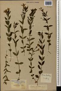Vinca herbacea Waldst. & Kit., Caucasus, Krasnodar Krai & Adygea (K1a) (Russia)