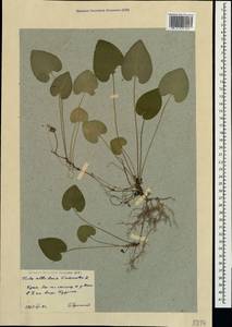 Viola alba × odorata, Crimea (KRYM) (Russia)