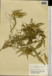 Cynanchum thesioides (Freyn) K. Schum., Siberia, Altai & Sayany Mountains (S2) (Russia)