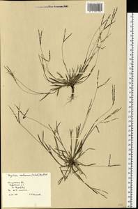 Digitaria ischaemum (Schreb.) Muhl., Eastern Europe, Central region (E4) (Russia)