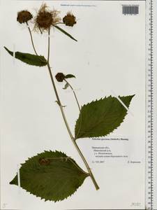 Telekia speciosa (Schreb.) Baumg., Eastern Europe, Central forest region (E5) (Russia)