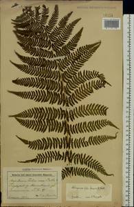 Athyrium filix-femina, Eastern Europe, Belarus (E3a) (Belarus)