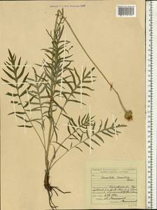 Klasea radiata subsp. tanaitica (P. A. Smirn.) L. Martins, Eastern Europe, Middle Volga region (E8) (Russia)
