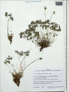 Paraquilegia microphylla (Royle) J. Drumm. & Hutch., Siberia, Russian Far East (S6) (Russia)