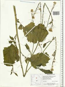 Barbarea stricta Andrz., Eastern Europe, North-Western region (E2) (Russia)