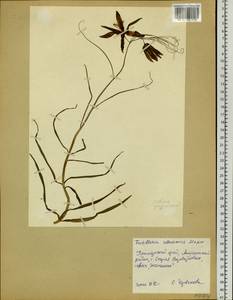 Fritillaria usuriensis Maxim., Siberia, Russian Far East (S6) (Russia)
