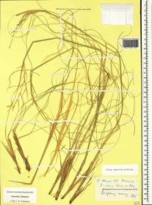 Stipa pontica P.A.Smirn., Caucasus, Armenia (K5) (Armenia)