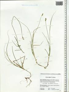 Carex iljinii V.I.Krecz., Siberia, Baikal & Transbaikal region (S4) (Russia)