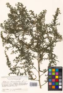 Artemisia dracunculus L., Eastern Europe, Moscow region (E4a) (Russia)