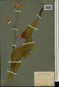 Crepis pannonica (Jacq.) C. Koch, Eastern Europe, South Ukrainian region (E12) (Ukraine)