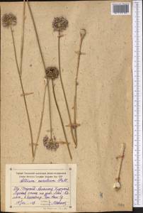 Allium caeruleum Pall., Middle Asia, Northern & Central Tian Shan (M4) (Kyrgyzstan)