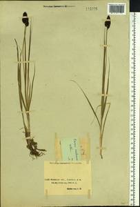 Carex melananthiformis Litv., Siberia, Baikal & Transbaikal region (S4) (Russia)