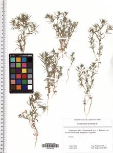 Ceratocarpus arenarius L., Eastern Europe, Middle Volga region (E8) (Russia)