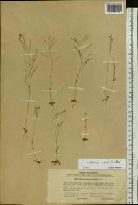 Arabidopsis suecica (Fr.) Norrl., Eastern Europe, North-Western region (E2) (Russia)