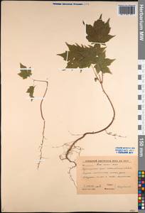 Acer pictum subsp. mono (Maxim.) H. Ohashi, Siberia, Russian Far East (S6) (Russia)