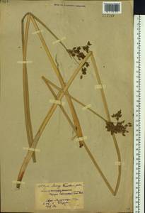 Schoenoplectus tabernaemontani (C.C.Gmel.) Palla, Siberia, Russian Far East (S6) (Russia)