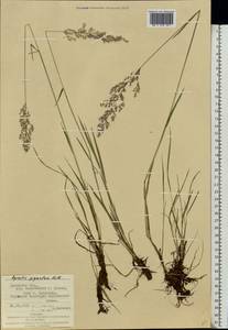 Agrostis gigantea Roth, Eastern Europe, West Ukrainian region (E13) (Ukraine)