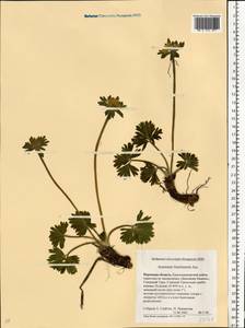 Anemonastrum biarmiense (Juz.) Holub, Eastern Europe, Eastern region (E10) (Russia)