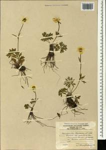 Ranunculus raddeanus Regel, Caucasus, South Ossetia (K4b) (South Ossetia)