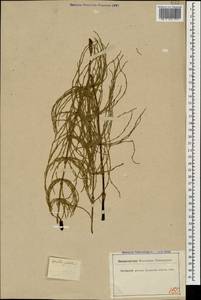 Equisetum palustre L., Caucasus, Krasnodar Krai & Adygea (K1a) (Russia)