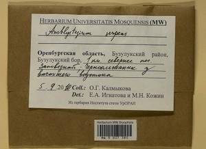 Amblystegium serpens (Hedw.) Schimp., Bryophytes, Bryophytes - South Urals (B14) (Russia)