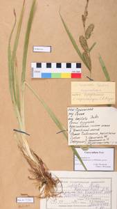 Carex vesicaria L., Siberia, Altai & Sayany Mountains (S2) (Russia)