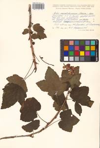 Ribes mandshuricum (Maxim.) Kom., Siberia, Russian Far East (S6) (Russia)