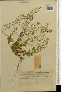 Capsella bursa-pastoris (L.) Medik., Caucasus, Azerbaijan (K6) (Azerbaijan)