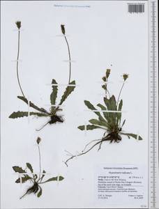 Hypochaeris radicata L., Western Europe (EUR) (Italy)
