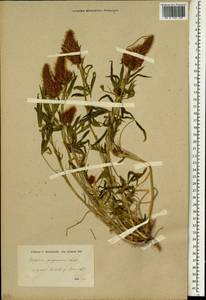 Trifolium purpureum Loisel., South Asia, South Asia (Asia outside ex-Soviet states and Mongolia) (ASIA) (Turkey)