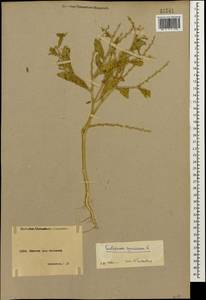 Euclidium syriacum (L.) W. T. Aiton, Caucasus, Armenia (K5) (Armenia)