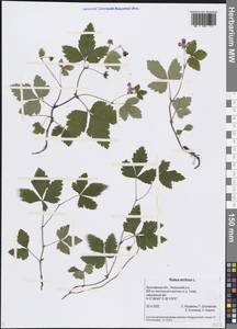 Rubus arcticus L., Eastern Europe, Central forest region (E5) (Russia)