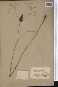 Osmorhiza aristata (Thunb.) Rydb., America (AMER) (United States)