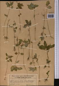 Impatiens parviflora DC., Middle Asia, Western Tian Shan & Karatau (M3) (Kazakhstan)