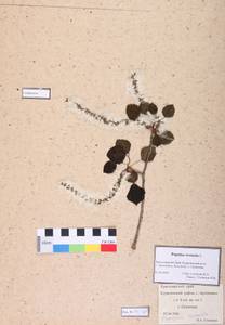 Populus tremula L., Siberia, Altai & Sayany Mountains (S2) (Russia)