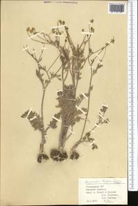 Ranunculus sericeus Banks & Sol., Middle Asia, Pamir & Pamiro-Alai (M2) (Turkmenistan)
