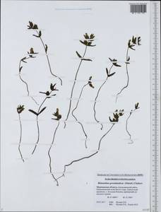 Rhinanthus groenlandicus (Ostenf.) Chab., Eastern Europe, Northern region (E1) (Russia)