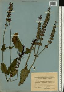 Salvia dumetorum Andrz. ex Besser, Eastern Europe, North Ukrainian region (E11) (Ukraine)