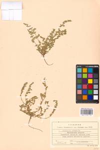 Herniaria glabra L., Eastern Europe, Moscow region (E4a) (Russia)