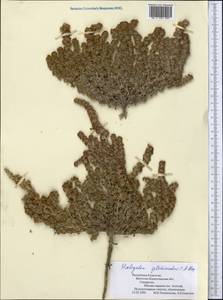 Halogeton glomeratus (Stephan ex M. Bieb.) C. A. Mey., Middle Asia, Muyunkumy, Balkhash & Betpak-Dala (M9) (Kazakhstan)