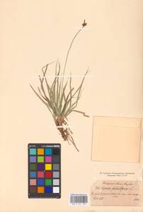 Carex pilulifera L., Eastern Europe, North-Western region (E2) (Russia)
