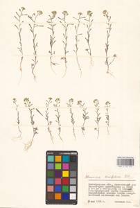 Meniocus linifolius (Stephan ex Willd.) DC., Eastern Europe, Lower Volga region (E9) (Russia)