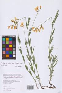 Lathyrus pallescens (M.Bieb.) K.Koch, Eastern Europe, Lower Volga region (E9) (Russia)