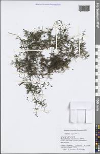 Galium aparine L., Eastern Europe, Moscow region (E4a) (Russia)