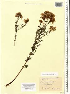 Hypericum perforatum, Caucasus, Azerbaijan (K6) (Azerbaijan)