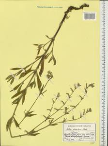 Silene dichotoma, Eastern Europe, Central forest-and-steppe region (E6) (Russia)