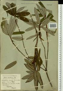 Rhododendron diversipilosum (Nakai) Harmaja, Siberia, Russian Far East (S6) (Russia)